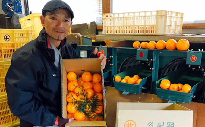 こたつみかん はるみ約5kg（サイズいろいろ・ワケあり品）【配達不可地域あり】 / 静岡県袋井市 | セゾンのふるさと納税