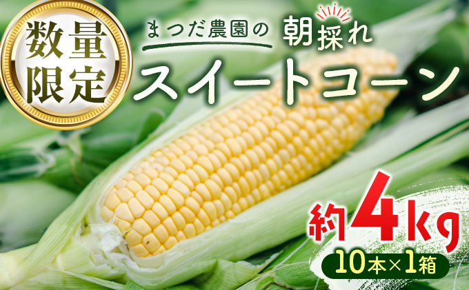 令和６年産とうもろこし 宮崎県産スイートコーン「ゴールド