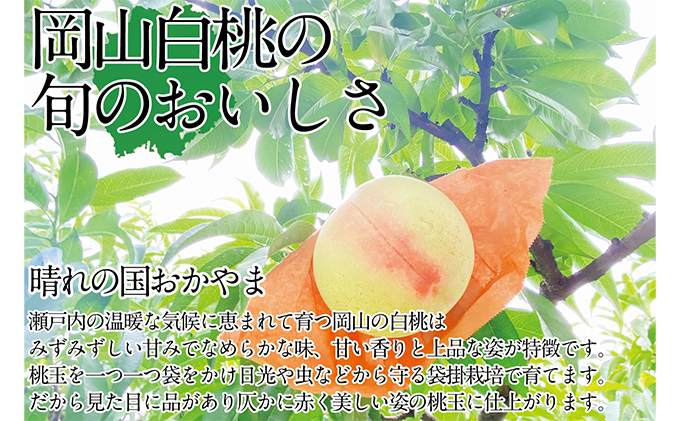 桃［先行予約］岡山の白桃 300g以上×6玉 白桃 旬 みずみずしい 晴れの国 おかやま 岡山県産 フルーツ王国 果物王国（岡山県浅口市） |  ふるさと納税サイト「ふるさとプレミアム」