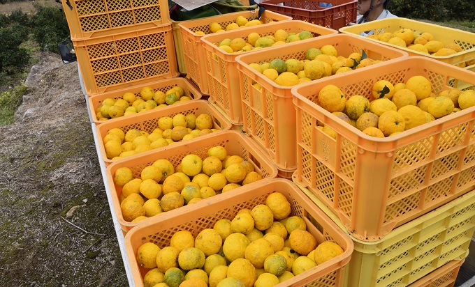 広島県安芸高田市のふるさと納税 ゆず発泡酒 『MOTONARI』