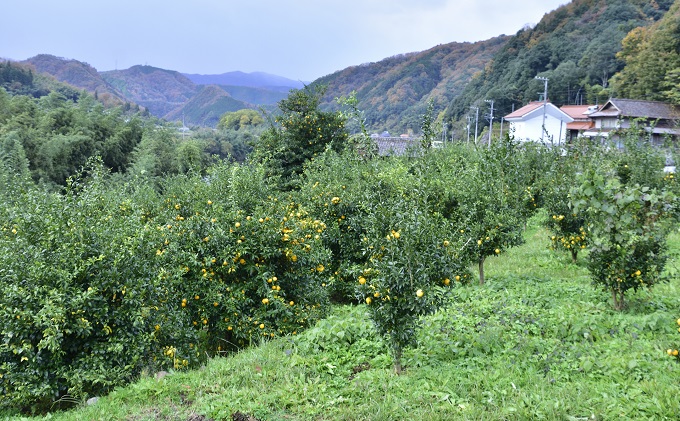 広島県安芸高田市のふるさと納税 ゆず発泡酒 『MOTONARI』