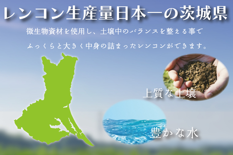 茨城県行方市のふるさと納税 EG-2　【2024年8月下旬より順次発送】レンコン 約2kg