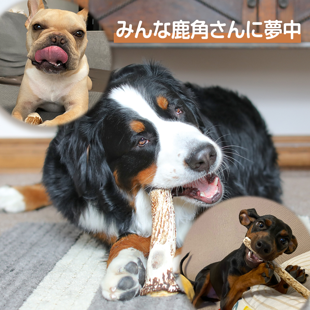 蝦夷鹿の角 　犬のおもちゃ 工芸品などに カット済み　　３６番 蝦夷鹿の角 犬のおもちゃ 工芸品などに カット済み 36番