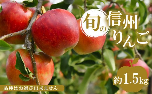 旬の信州りんご 1.5kg (3玉〜)