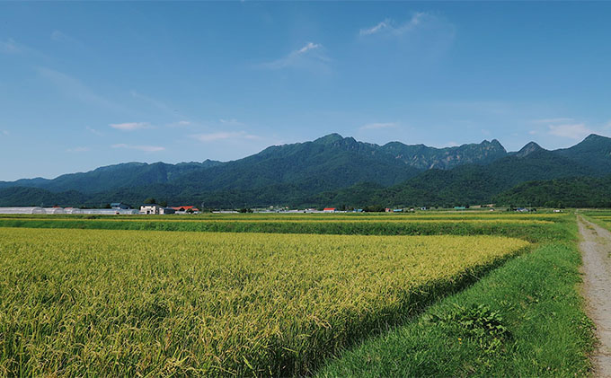 北海道富良野市のふるさと納税 【令和6年度新米】北海道 富良野産 ゆめぴりか 減農薬 10kg 新米 米 (山本農園) お米 ご飯 ごはん 白米 定期 送料無料 北海道 富良野市 道産 直送 ふらの