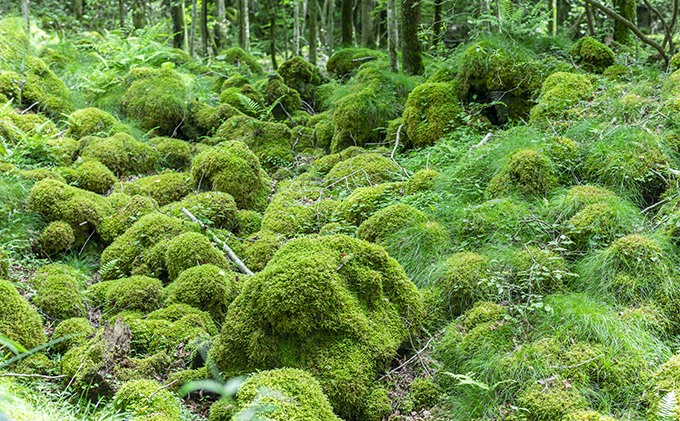 静岡県裾野市のふるさと納税 グランピング 静岡 MOSS十里木リゾート 温泉付き 宿泊補助券A チケット 券 旅行券 宿泊券 1泊2食 利用券 ホテル 温泉 施設 旅行 トラベル 観光 体験 旅 ギフト プレゼント 贈答 贈答品 贈り物 キャンプ リラクゼーション 富士山 静岡県 裾野 裾野市