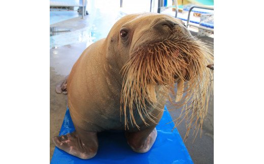 囀る鳥は羽ばたかない　歌舞伎町水族館年パス　コンプリート 囀る鳥は羽ばたかない 歌舞伎町水族館年パス コンプリート 囀る