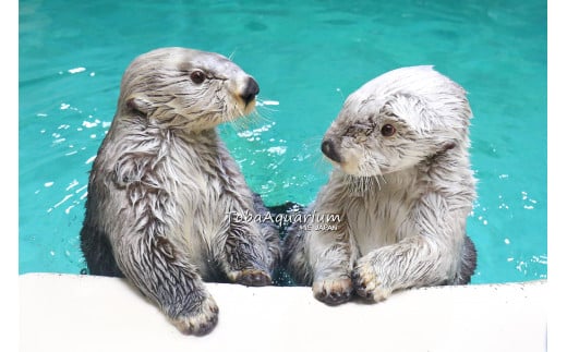 9-01鳥羽水族館 年間パスポート 幼児 / 三重県鳥羽市 | セゾンの