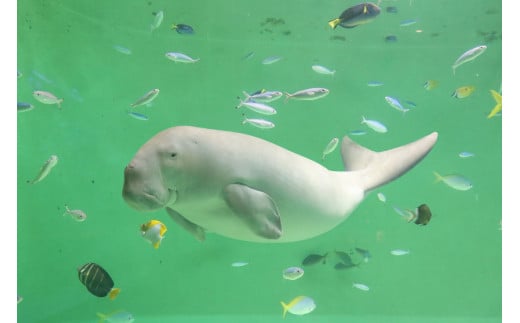 ヨネダコウ「囀る鳥は羽ばたかない」水族館パスポート ヨネダコウ「囀る鳥は羽ばたかない」水族館パスポート - メルカリ