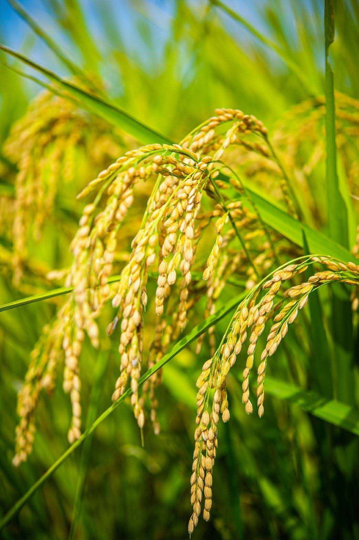 玄米 10kg 無農薬 特別栽培米 まっしぐら うるち米 青森