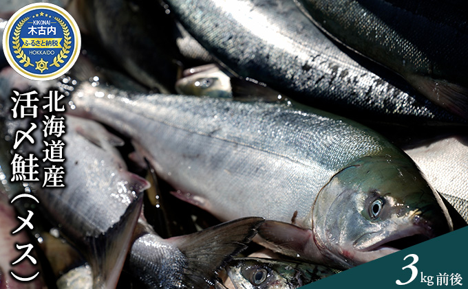 先行予約 鮭 北海道 活〆 メス 3kg前後 鮮魚 さけ すじこ 筋子