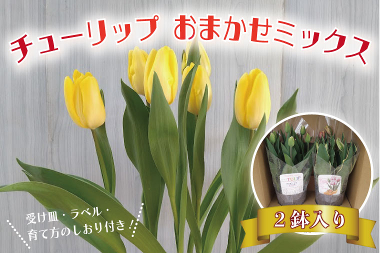 EH-1　【2025年1月中旬より順次発送】チューリップ　2鉢入り　おまかせミックス