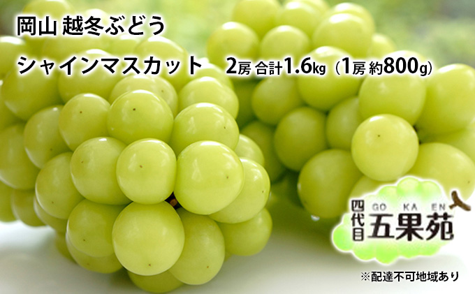 越冬 ぶどうシャイン マスカット 2房 合計1.6kg（1房 約800g）岡山県産 四代目 五果苑