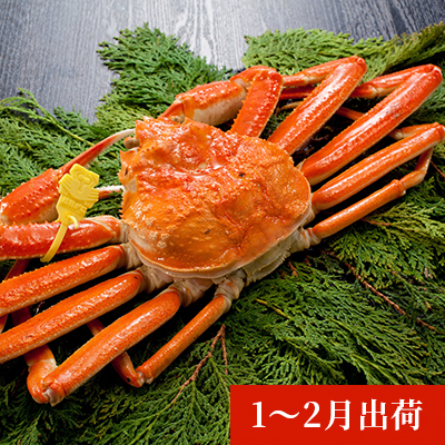 秋田県にかほ市のふるさと納税 日本海で獲れた天然ズワイガニ（1kg以上）