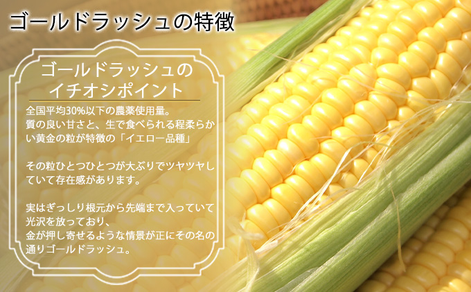 北海道富良野市のふるさと納税 【2025年8月～発送】とうもろこし ゴールドラッシュ 10本 北海道 富良野産 (スイートベジタブルファクトリー) とうもろこし とうきび コーン 野菜 新鮮 甘い ジューシー 贈り物 ギフト 道産 直送 ふらの