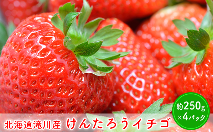 [ 2024年発送 ]北海道 滝川市 産 けんたろうイチゴ 1kg (約250g×4パック)|フルーツ 果物 令和6年発送 先行受付 いちご イチゴ デザート