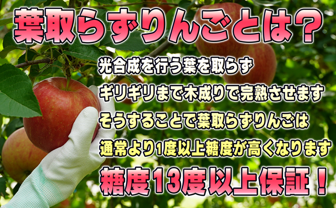 青森県鶴田町のふるさと納税 11～12月発送【糖度保証】贈答用 葉取らず サンふじ 約5kg 【特選】【鶴翔りんごGAP部会 青森県産 津軽産 リンゴ 林檎】