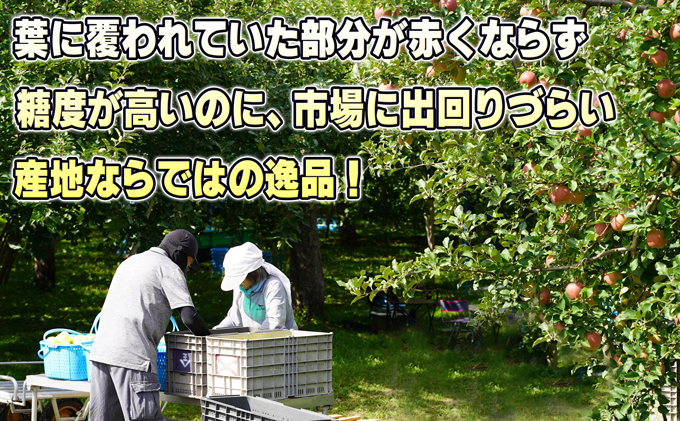 青森県鶴田町のふるさと納税 2月発送【糖度保証】家庭用 葉取らず サンふじ 約10kg【訳あり】【鶴翔りんごGAP部会 青森県産 津軽産 リンゴ 林檎】