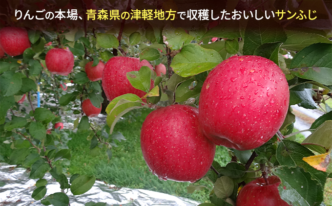 青森県鶴田町のふるさと納税 11～12月発送 家庭用 サンふじ 約5kg【訳あり】【原正りんご 青森県産 津軽産 リンゴ 林檎】