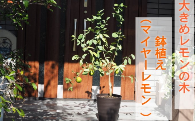 大きめレモンの木（マイヤーレモン）鉢植え（茶プラ鉢・10号）※配送不可：北海道・沖縄・離島