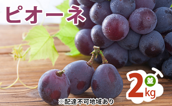 ピオーネ 2kg  （並） ぶどう 葡萄 
