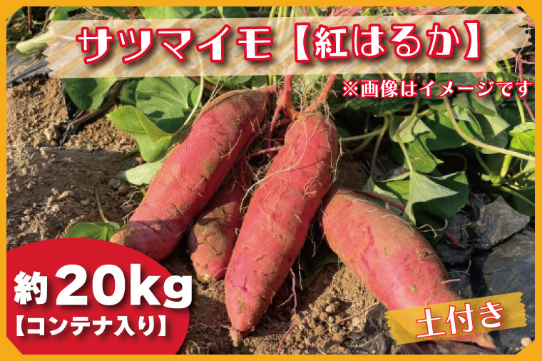 茨城県行方市のふるさと納税 BZ-33　【2024年11月より順次発送】2024年度産 さつまいも 『紅はるか』約20kg(コンテナ入り)