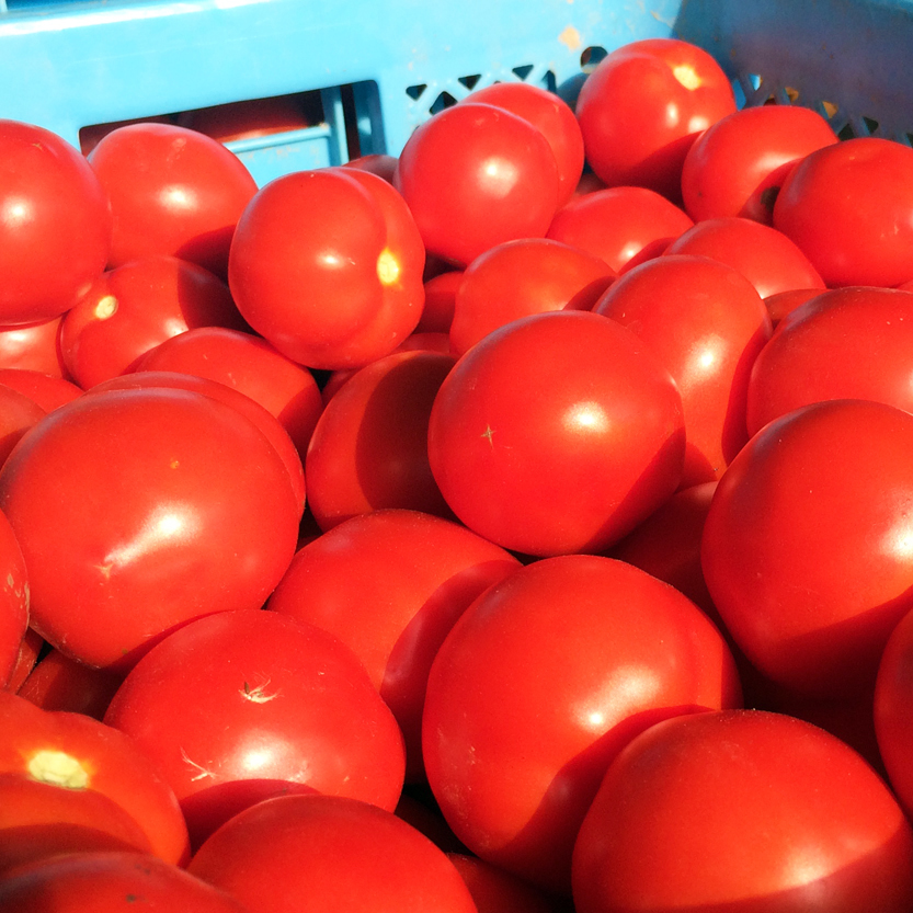プレミアム完熟トマトジュース 無塩 190g×90缶 数種類のトマトを