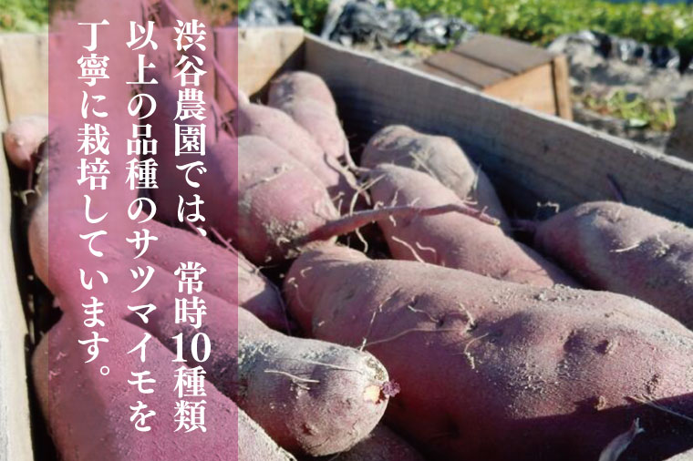 茨城県行方市のふるさと納税 2024年度産 しっとり甘い鮮やかな紫いも 『ふくむらさき』約10kg(BZ-35)