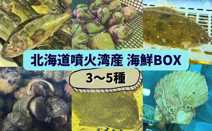 北海道 伊達　噴火湾 水揚げ 今野水産 新鮮 活締め 海鮮 BOX 3～5種セット