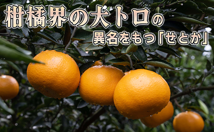 みかん 柑橘 【2024年2月下旬以降発送】果汁たっぷり甘さに満足 せとか ＜5キロ＞|株式会社鷺島みかんじま