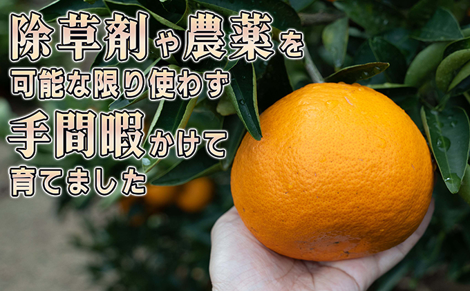 みかん 柑橘 【2024年2月下旬以降発送】果汁たっぷり甘さに満足 せとか ＜5キロ＞|株式会社鷺島みかんじま