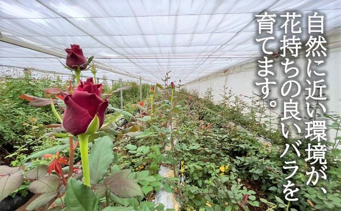 埼玉県上尾市のふるさと納税 生産農家直送 バラ 新鮮 花束 赤 約11～13本
