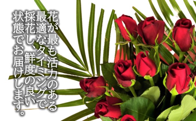 埼玉県上尾市のふるさと納税 生産農家直送 バラ 新鮮 花束 赤 約26～30本