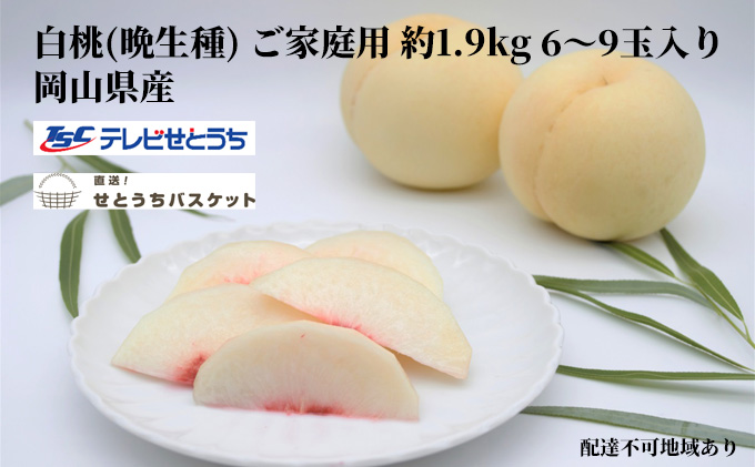 岡山 白桃（晩生種）ご家庭用 約1.9kg 6～9玉入り もも 桃 果物 フルーツ 2023年
