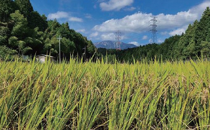 岐阜県関ケ原町のふるさと納税 令和6年度 関ケ原町中挾地区限定米 コシヒカリ 精米 5kg 白米