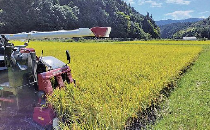 岐阜県関ケ原町のふるさと納税 令和6年度 関ケ原町中挾地区限定米 コシヒカリ 精米 5kg 白米