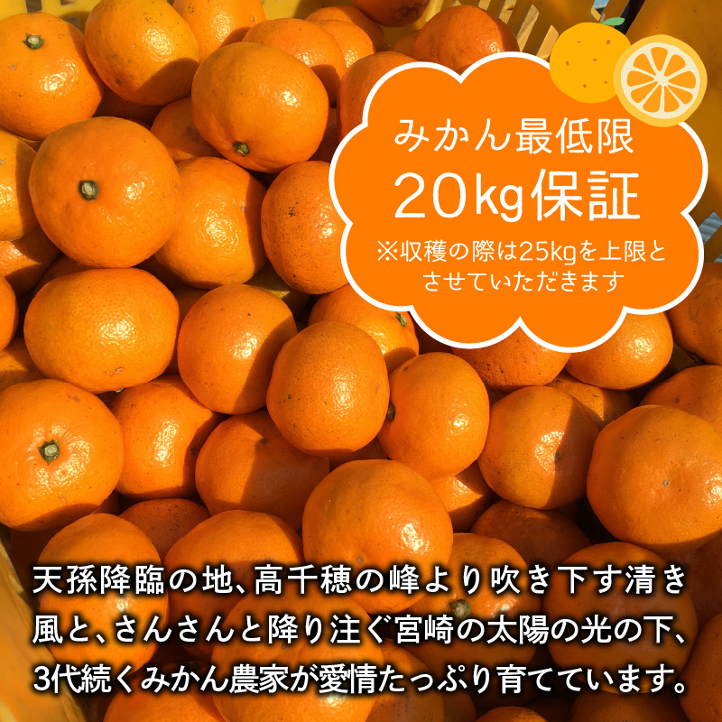 宮崎県延岡市のふるさと納税 2024年数量限定みかんの樹まるごと1本オーナー権最低20kg保証収穫体験 N0132-YZC030