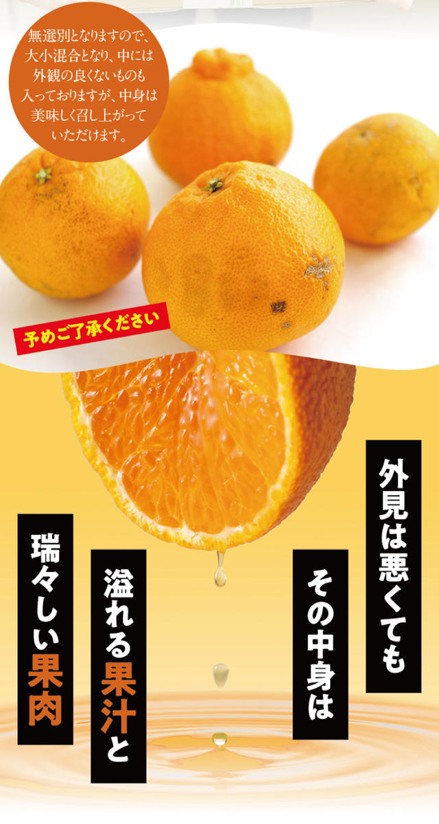 三重県紀宝町のふるさと納税 ご家庭用 訳あり 不知火 3.5kg 9～17玉 大小混合【2025年2月初旬から3月下旬までに順次発送致します。】 / くだもの フルーツ 果物 大容量 不知火 家庭用 人気 みかん 蜜柑 わけあり デコポン 数量限定