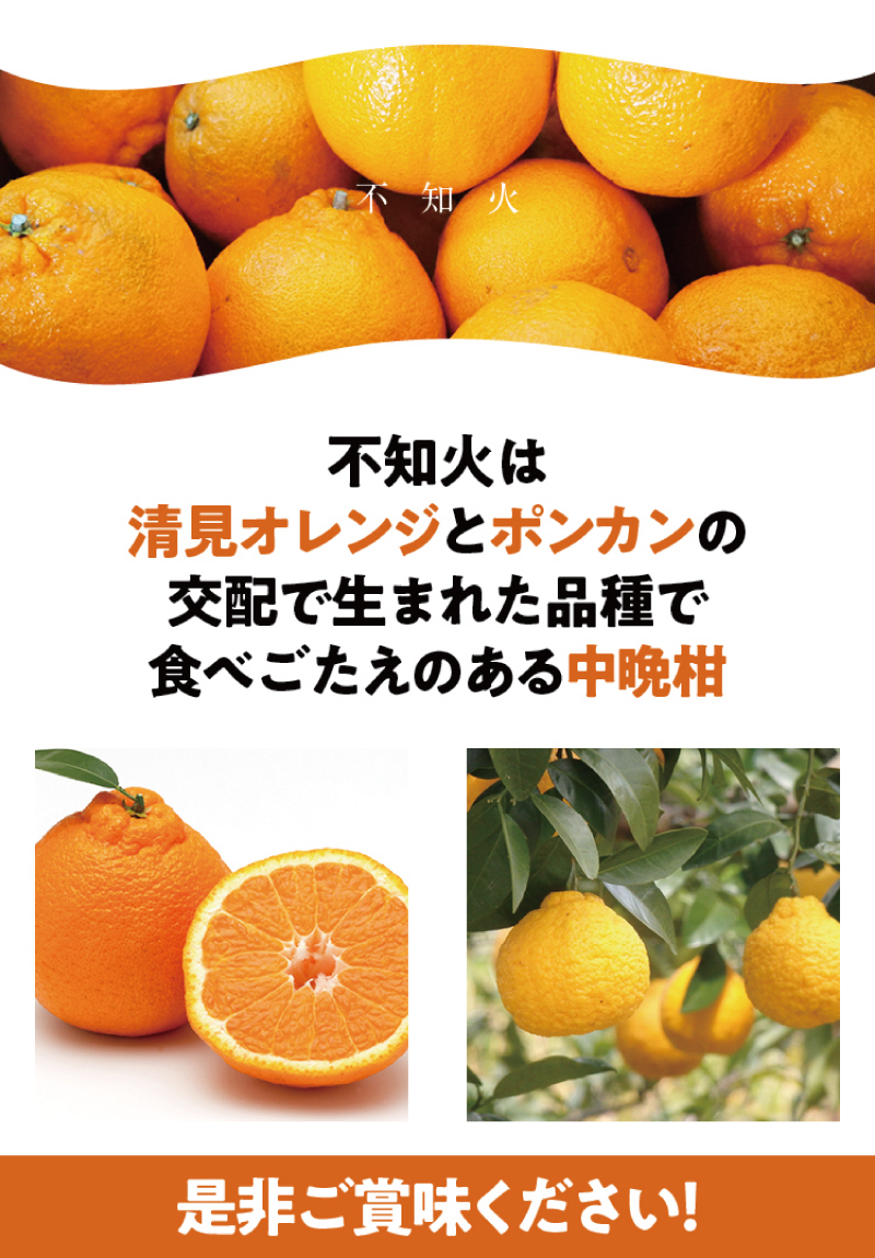 三重県紀宝町のふるさと納税 ご家庭用 訳あり 不知火 3.5kg 9～17玉 大小混合【2025年2月初旬から3月下旬までに順次発送致します。】 / くだもの フルーツ 果物 大容量 不知火 家庭用 人気 みかん 蜜柑 わけあり デコポン 数量限定