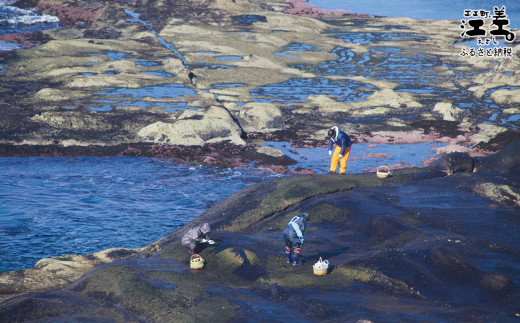 北海道江差町のふるさと納税 北海道江差町かもめ島応援寄附　江差のシンボル「かもめ島」の環境保全・景観保護・にぎわい創出支援【返礼品なし】