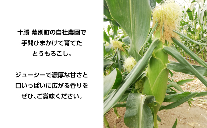 北海道幕別町のふるさと納税 とうもろこし 恵味ゴールド 10本「じゅんかん育ち」【十勝BISTRO下水道プロジェクト】北海道 十勝 幕別町