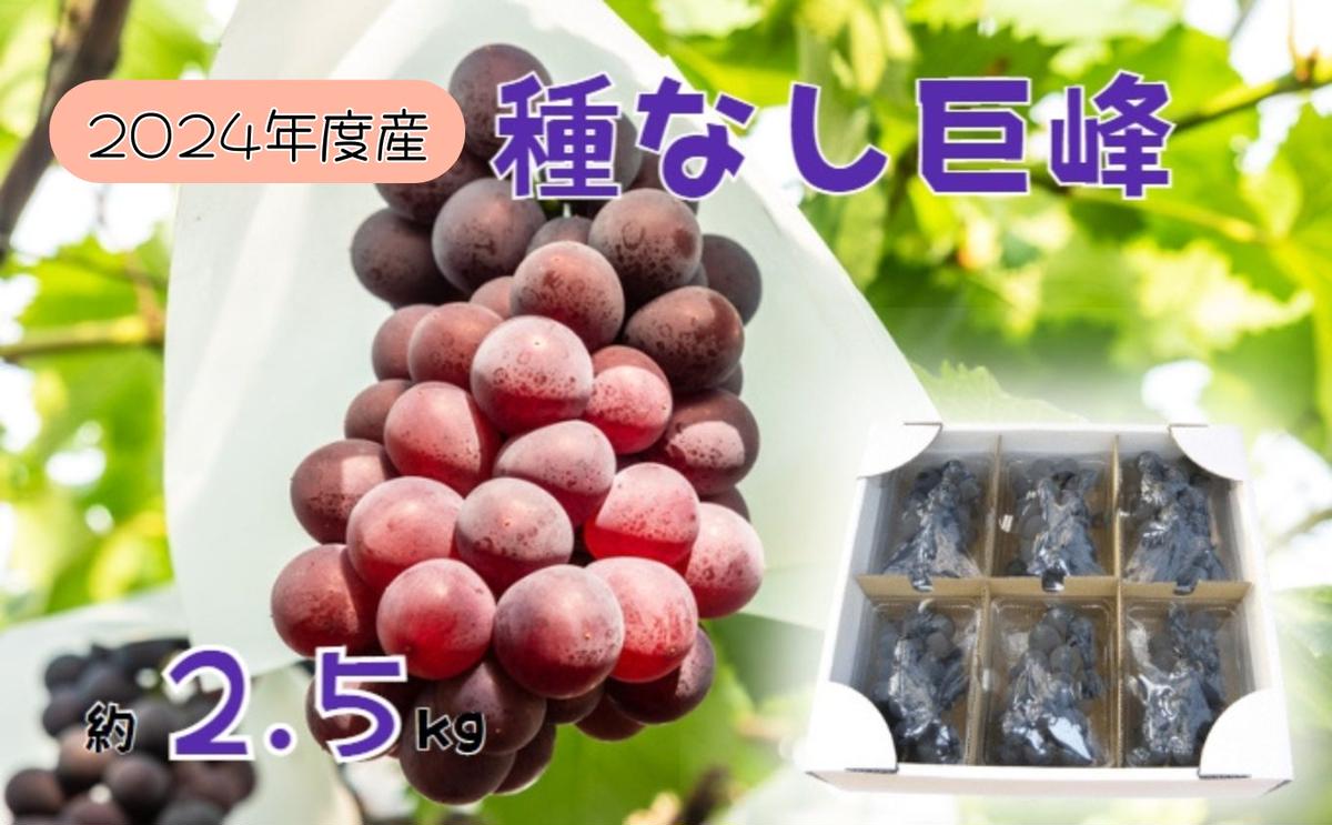 2023年産 訳あり 種なし巨峰バラ房・バラ粒パック約2.5kg 長野県生坂村 セゾンのふるさと納税