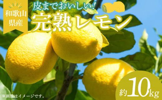 【和歌山県有田郡湯浅町】EA6013_和歌山県産 完熟 レモン 10kg 皮まで使用可能(栽培期間中農薬不使用)