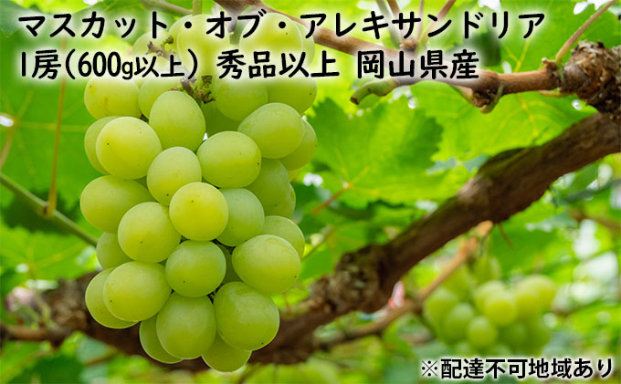  ぶどう［2023年先行予約］マスカット・オブ・アレキサンドリア 1房 600g以上 秀品以上 化粧箱入り 岡山県産