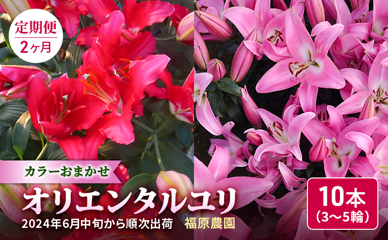 【2カ月定期便】福原さん家のオリエンタルゆりの花束 10本（3～4輪）