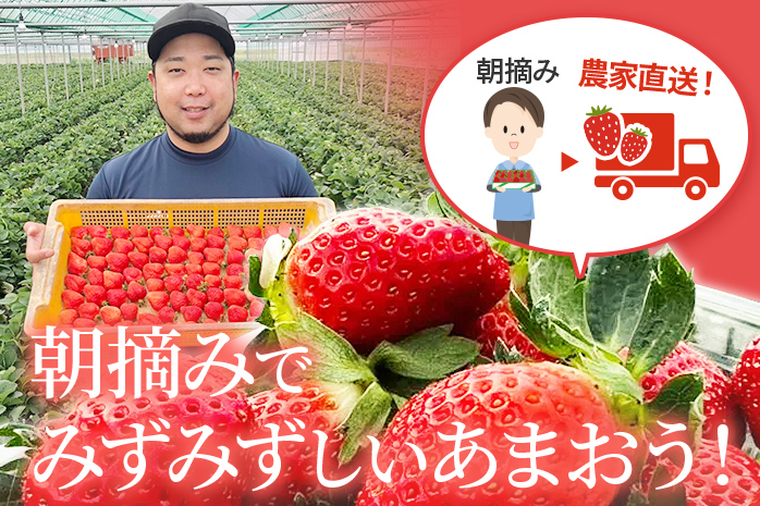 福岡県大木町のふるさと納税 朝摘みあまおう 800g ※2025年1月～2月中順次出荷予定 BD01