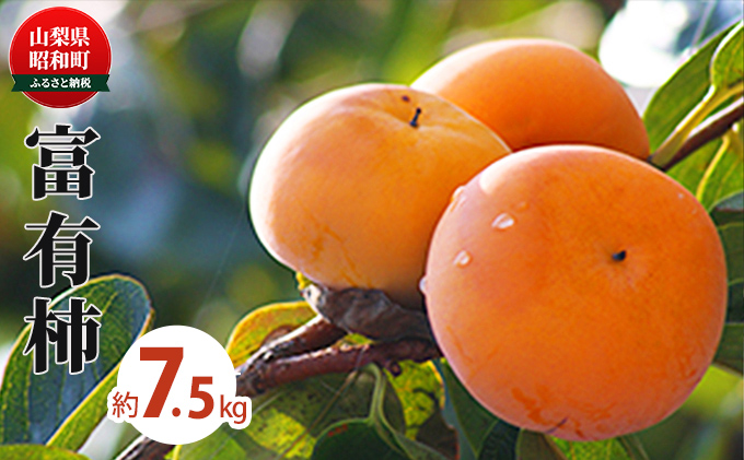 富有柿 約7.5kg（山梨県昭和町） ふるさと納税サイト「ふるさとプレミアム」