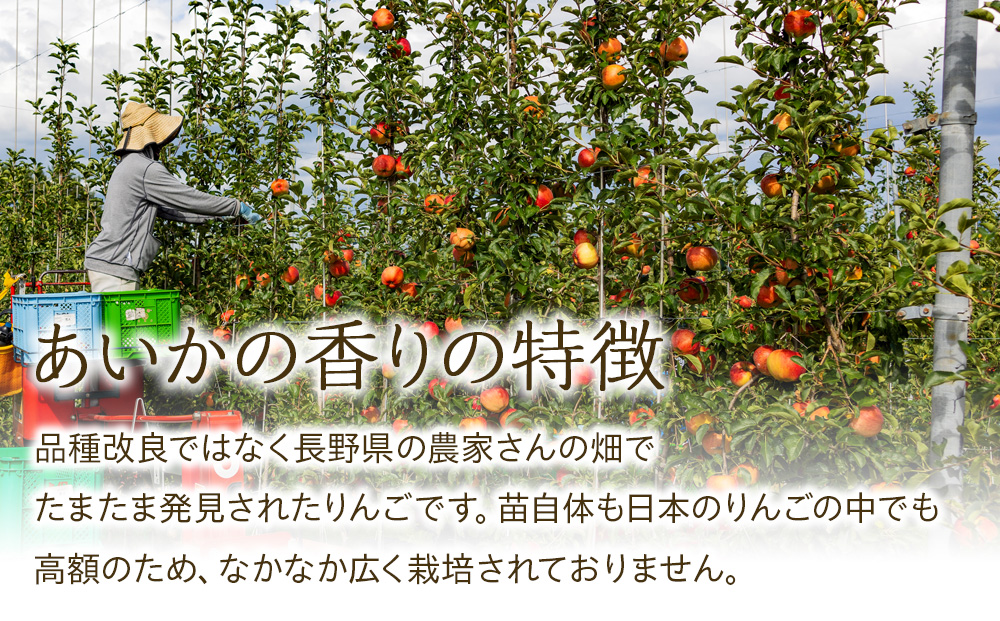 長野県箕輪町のふるさと納税 先行予約 りんご あいかの香り 約3kg セット 2024年 令和6年度発送分 リンゴ 林檎 長野 フルーツ 果物 信州産 長野県産 特産 産地直送 おすすめ