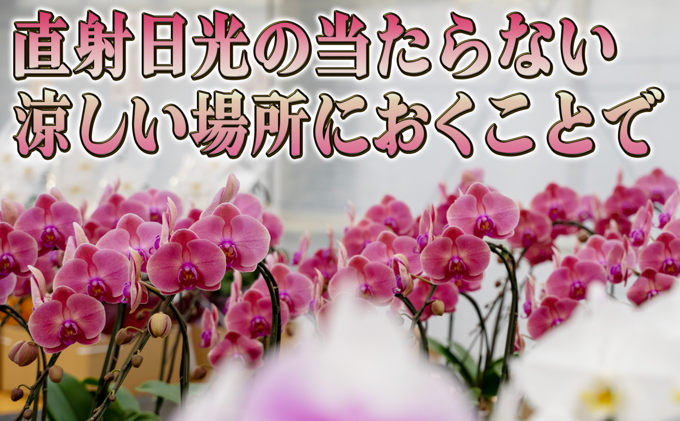 北海道赤平市のふるさと納税 品種おまかせミディ胡蝶蘭1本立て1鉢