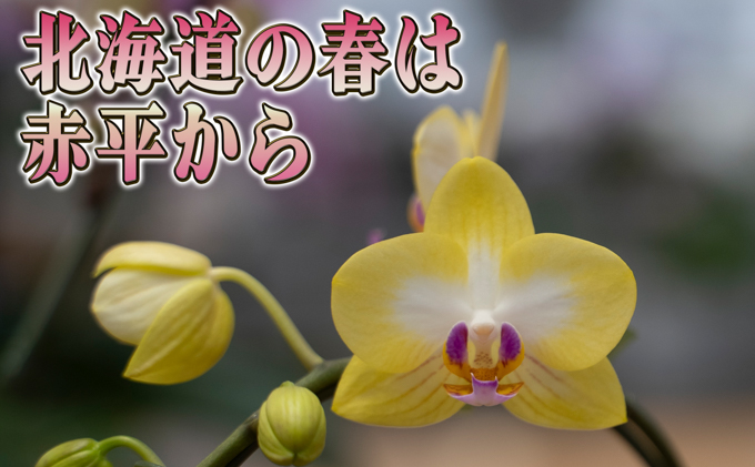 北海道赤平市のふるさと納税 品種おまかせミディ胡蝶蘭1本立て1鉢
